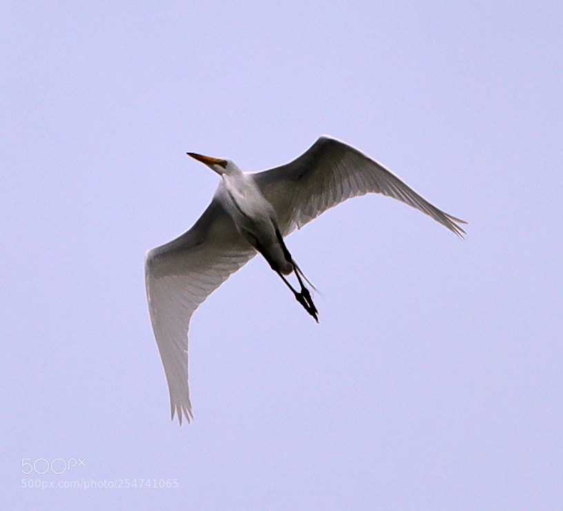 Canon EOS-1D X Mark II sample photo. 04-22-18-0014041.jpg photography