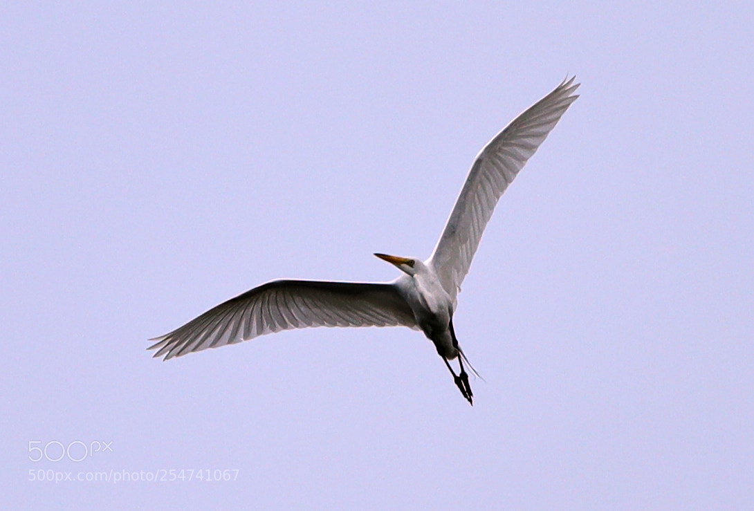 Canon EOS-1D X Mark II sample photo. 04-22-18-0014042.jpg photography