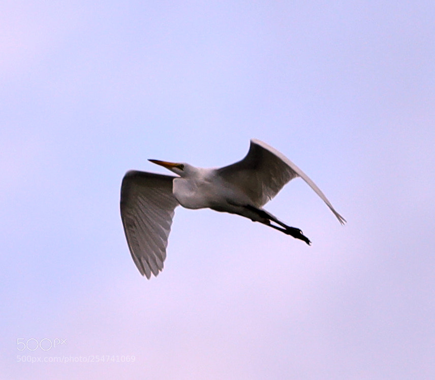 Canon EOS-1D X Mark II sample photo. 04-22-18-0014039.jpg photography