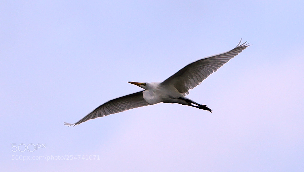 Canon EOS-1D X Mark II sample photo. 04-22-18-0014038.jpg photography