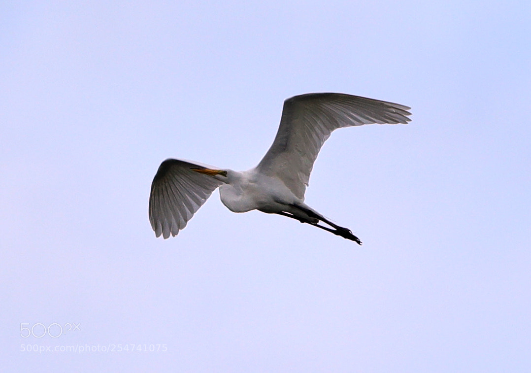 Canon EOS-1D X Mark II sample photo. 04-22-18-0014037.jpg photography
