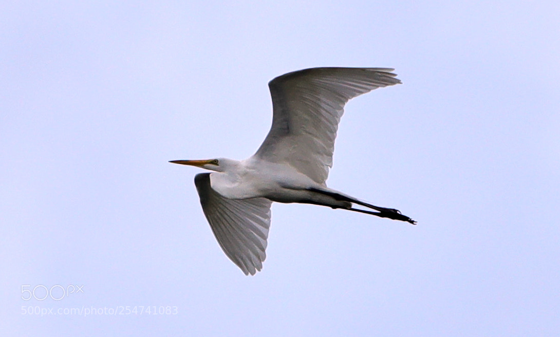 Canon EOS-1D X Mark II sample photo. 04-22-18-0014034.jpg photography