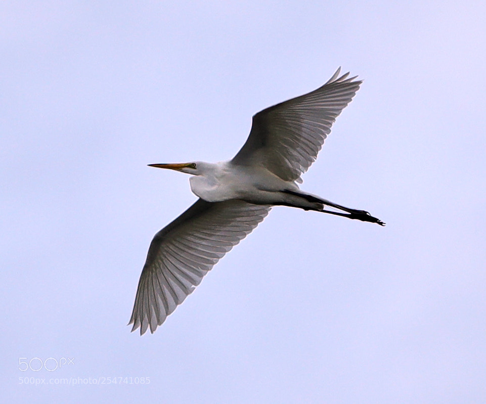 Canon EOS-1D X Mark II sample photo. 04-22-18-0014035.jpg photography