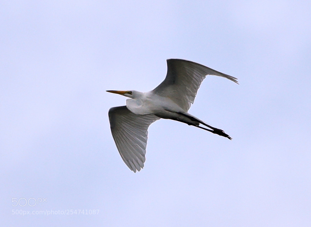 Canon EOS-1D X Mark II sample photo. 04-22-18-0014036.jpg photography