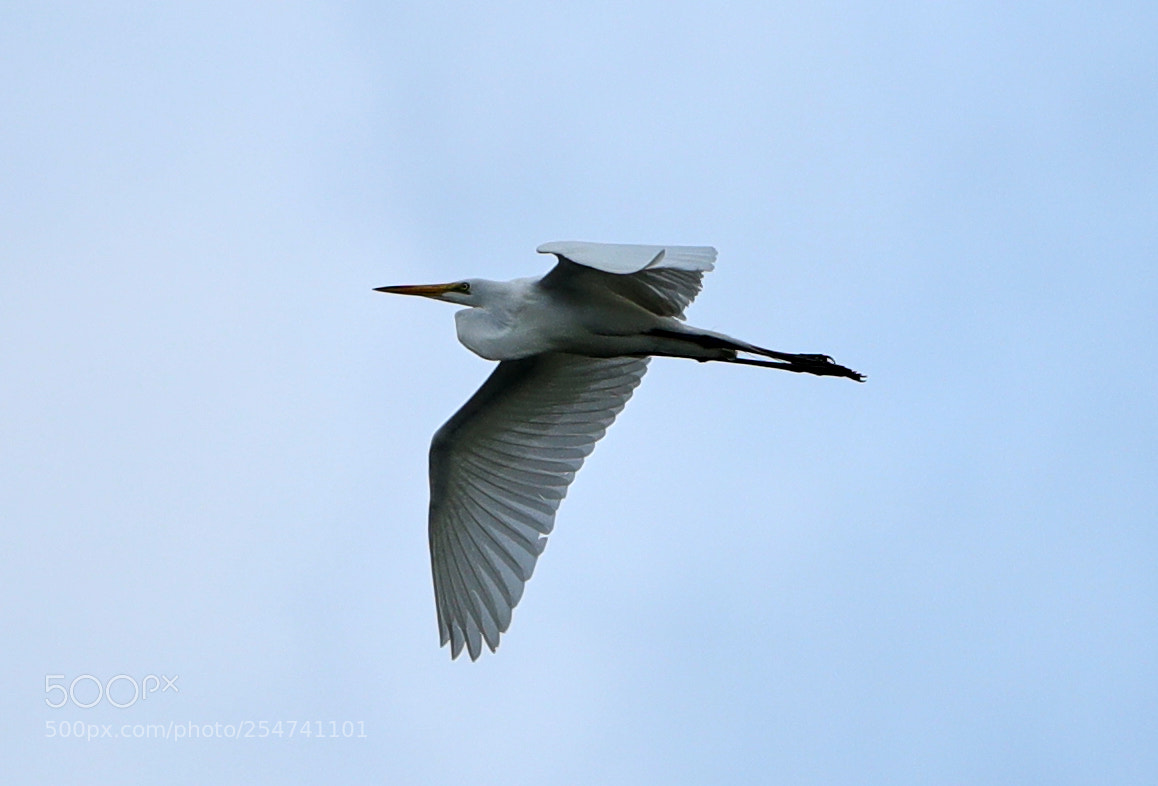 Canon EOS-1D X Mark II sample photo. 04-22-18-0014033.jpg photography