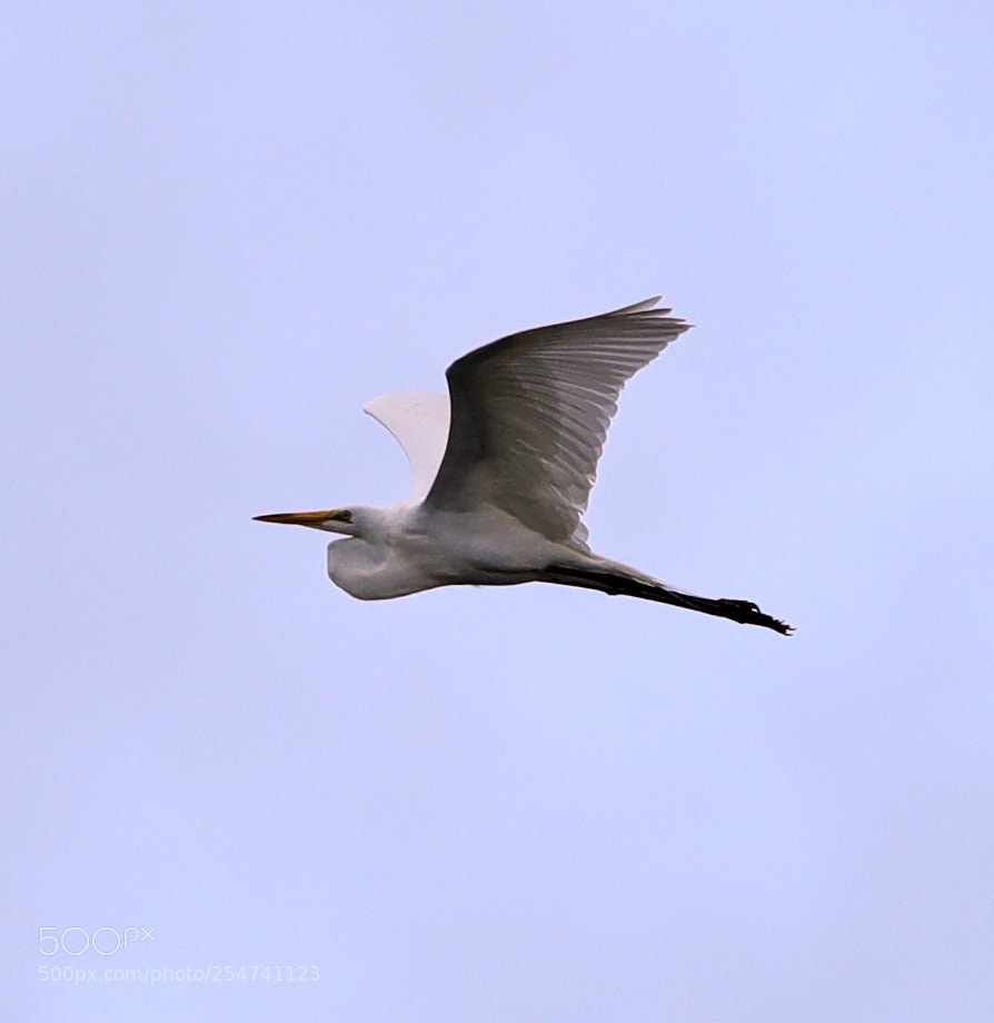 Canon EOS-1D X Mark II sample photo. 04-22-18-0014032.jpg photography