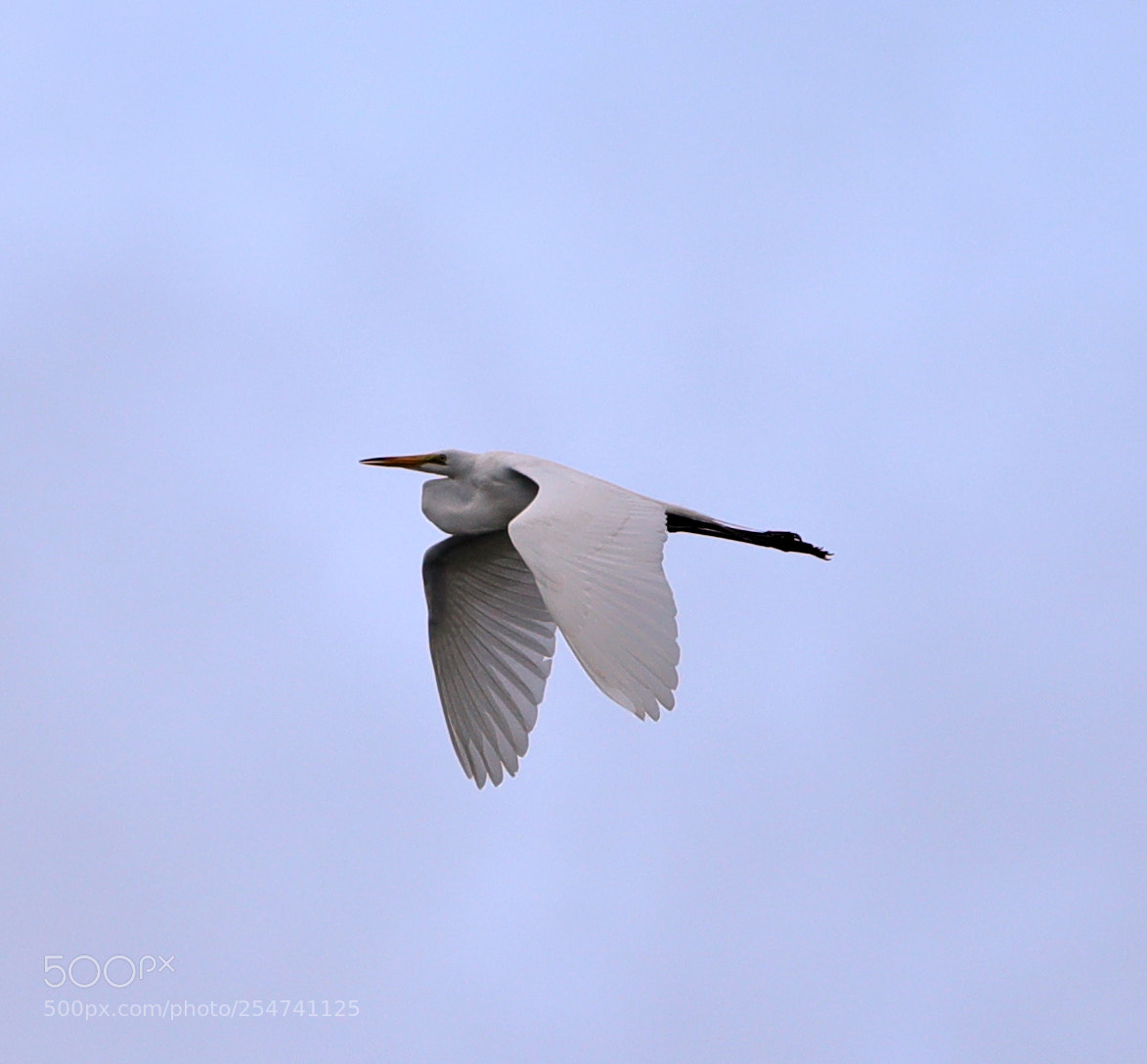 Canon EOS-1D X Mark II sample photo. 04-22-18-0014031.jpg photography
