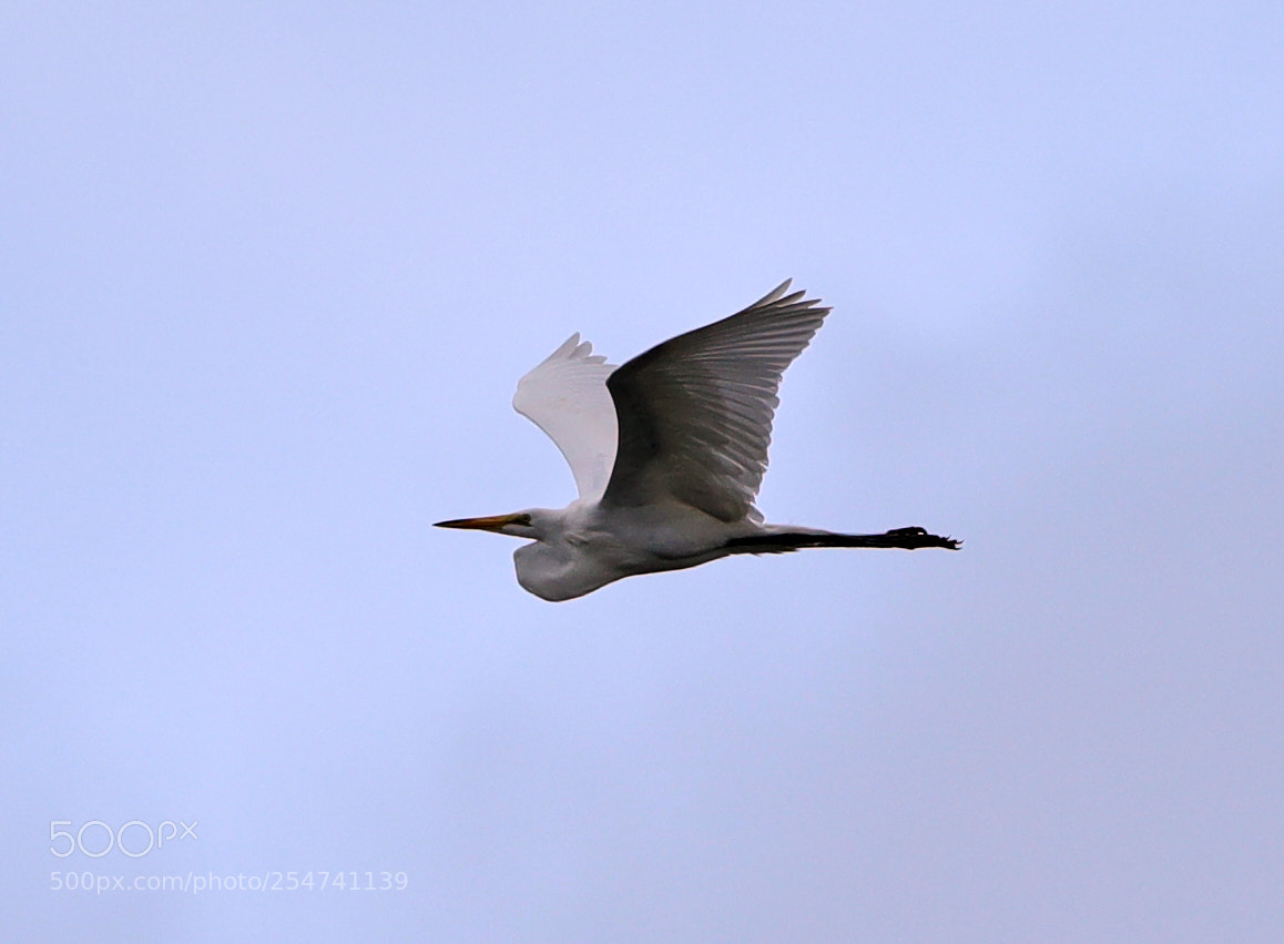 Canon EOS-1D X Mark II sample photo. 04-22-18-0014030.jpg photography