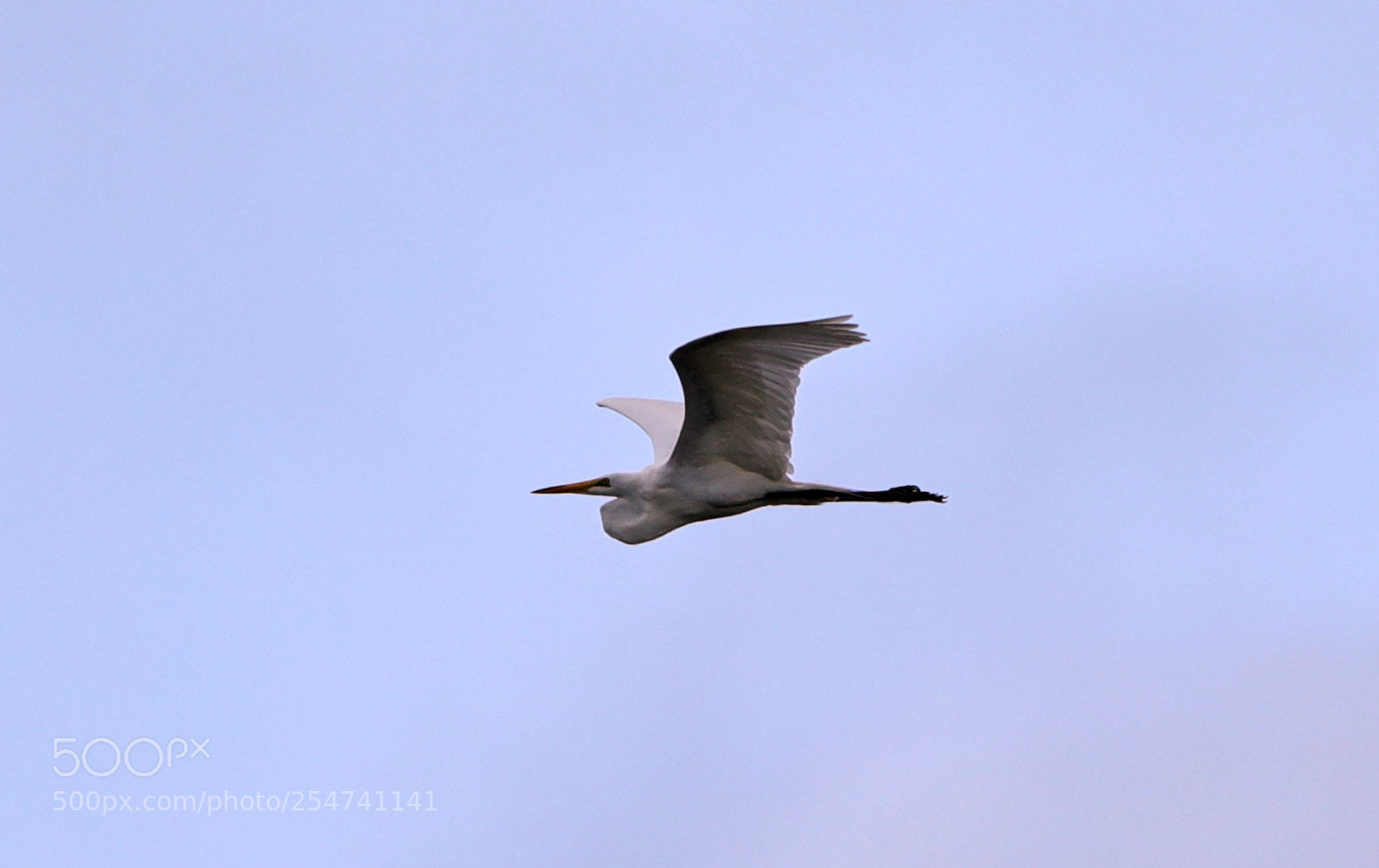 Canon EOS-1D X Mark II sample photo. 04-22-18-0014029.jpg photography