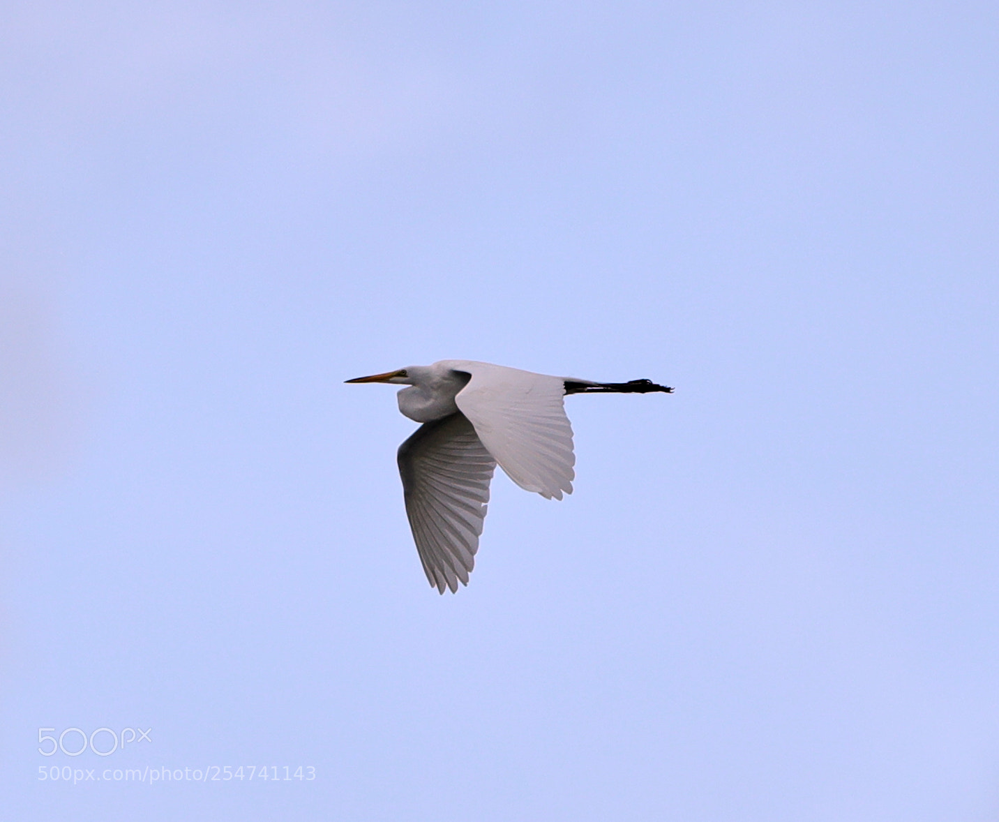 Canon EOS-1D X Mark II sample photo. 04-22-18-0014028.jpg photography