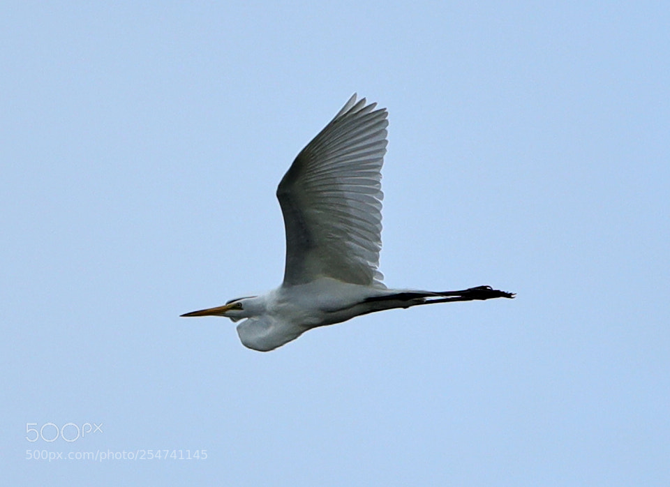 Canon EOS-1D X Mark II sample photo. 04-22-18-0014027.jpg photography