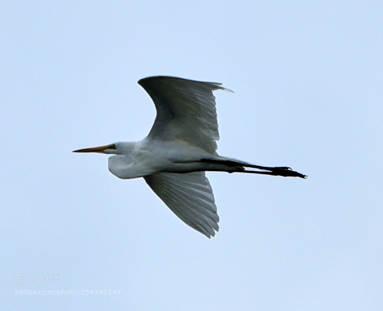 Canon EOS-1D X Mark II sample photo. 04-22-18-0014026.jpg photography