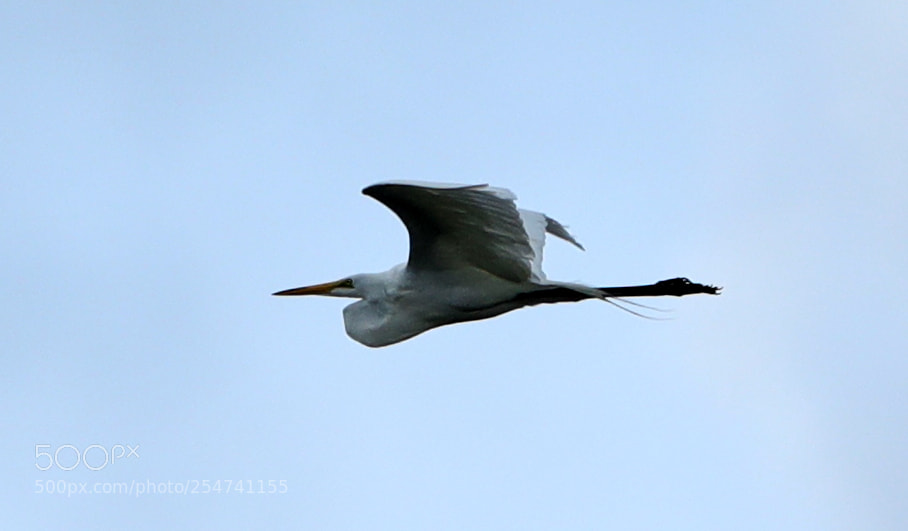 Canon EOS-1D X Mark II sample photo. 04-22-18-0014024.jpg photography