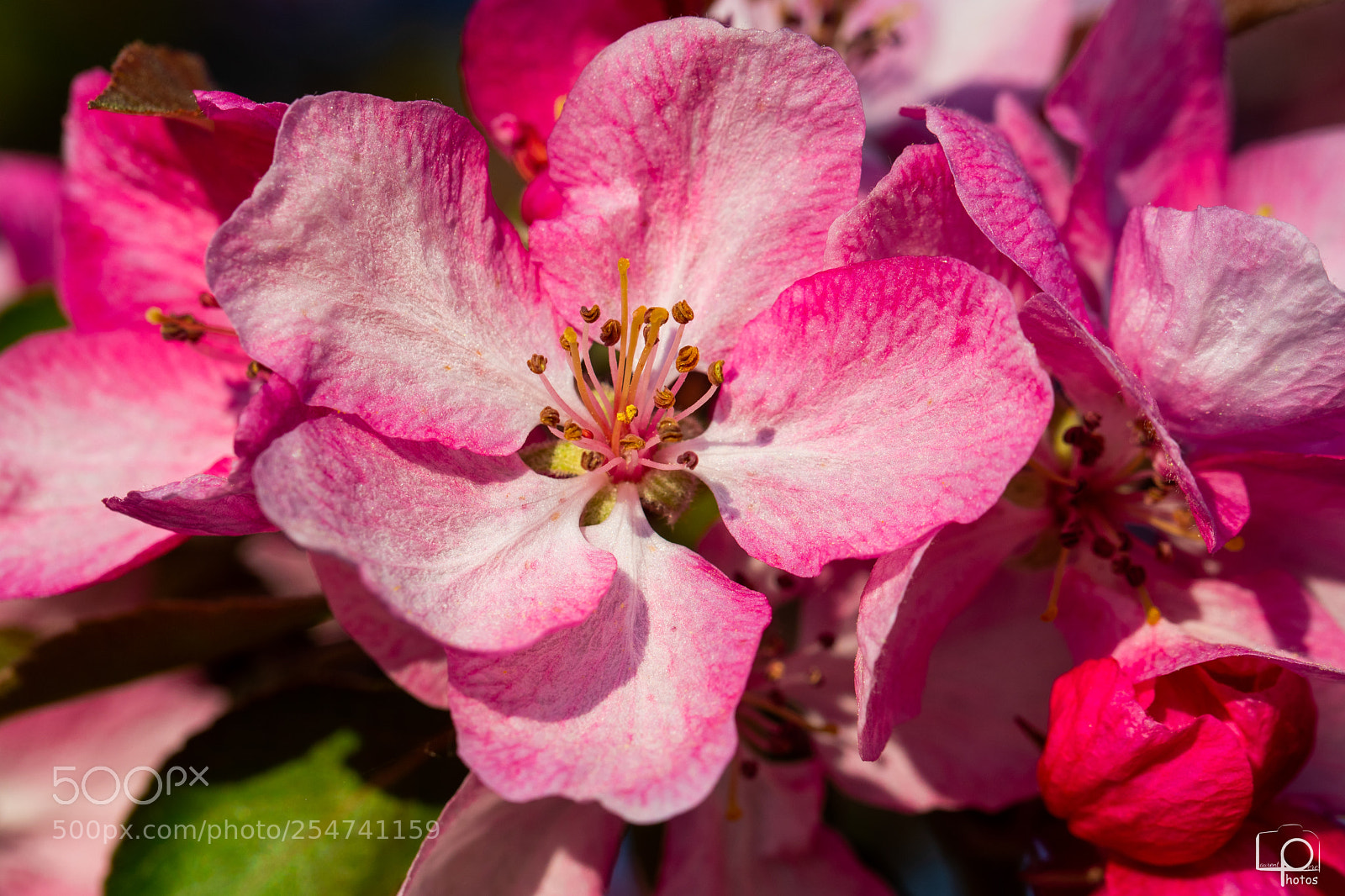 Nikon D7500 sample photo. Lp photography