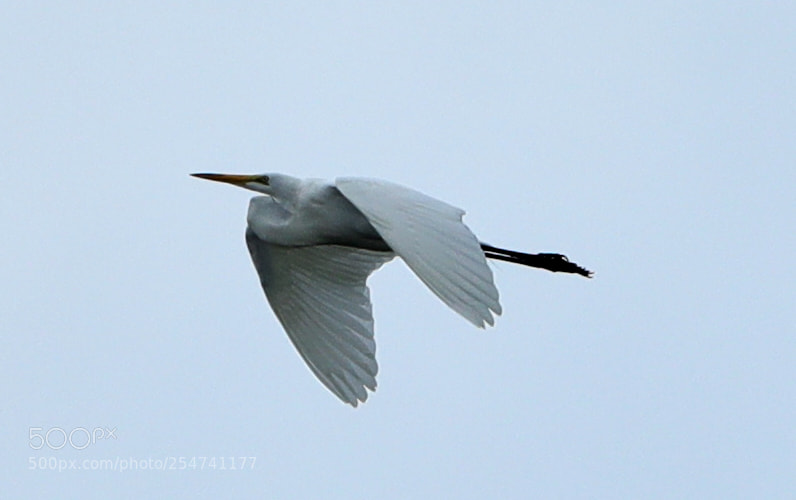 Canon EOS-1D X Mark II sample photo. 04-22-18-0014023.jpg photography