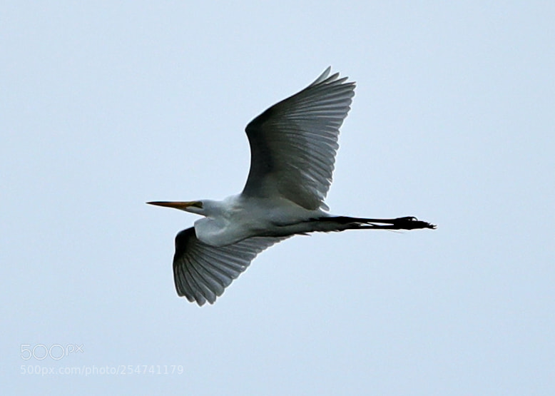 Canon EOS-1D X Mark II sample photo. 04-22-18-0014022.jpg photography