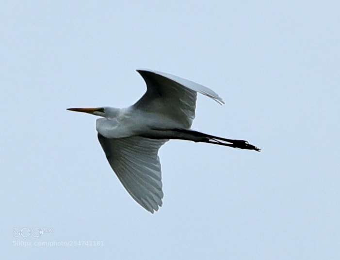 Canon EOS-1D X Mark II sample photo. 04-22-18-0014021.jpg photography