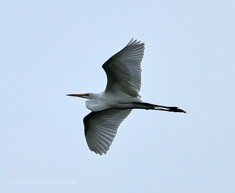 Canon EOS-1D X Mark II sample photo. 04-22-18-0014020.jpg photography