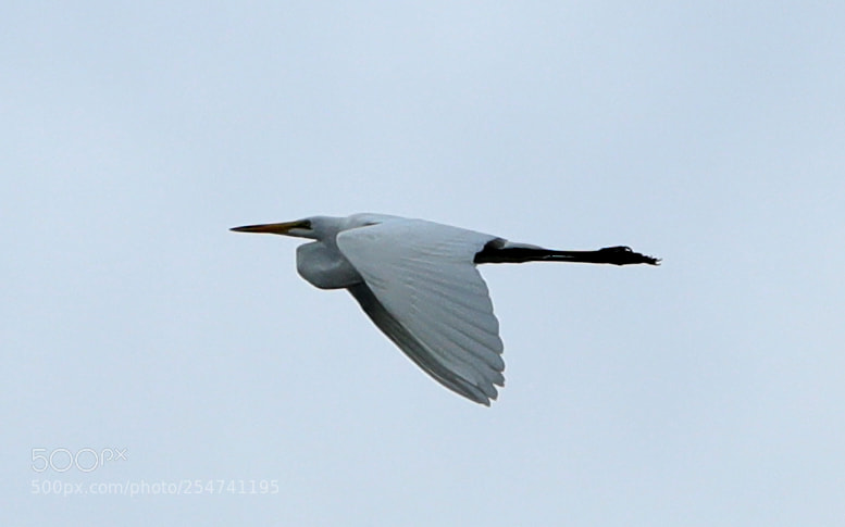 Canon EOS-1D X Mark II sample photo. 04-22-18-0014019.jpg photography