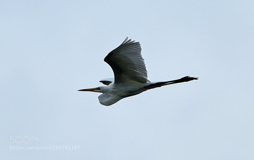 Canon EOS-1D X Mark II sample photo. 04-22-18-0014018.jpg photography