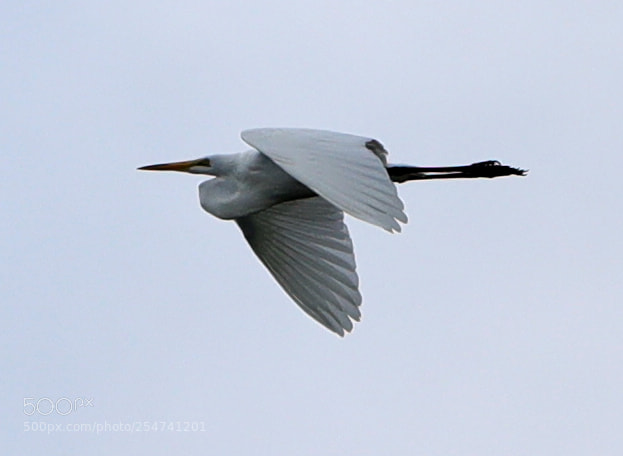 Canon EOS-1D X Mark II sample photo. 04-22-18-0014017.jpg photography