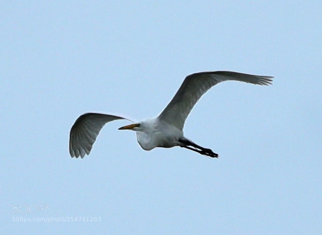 Canon EOS-1D X Mark II sample photo. 04-22-18-0014016.jpg photography