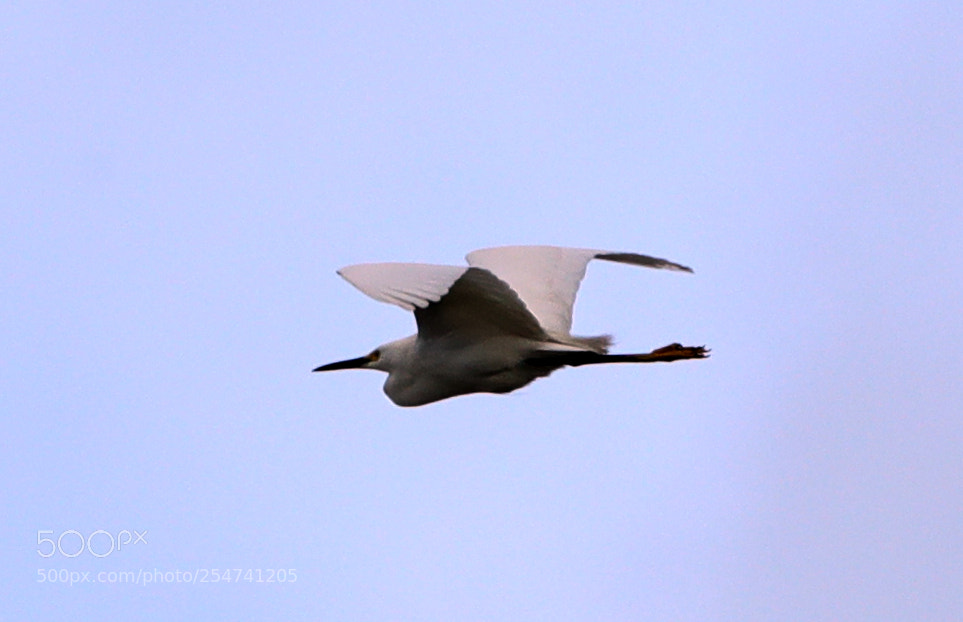 Canon EOS-1D X Mark II sample photo. 04-22-18-0014015.jpg photography