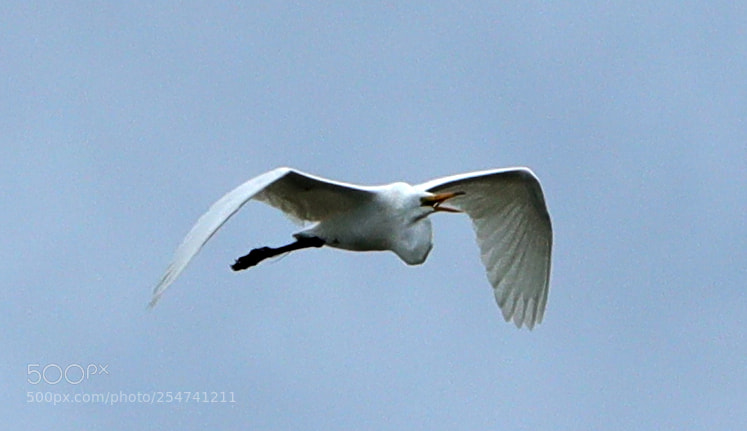 Canon EOS-1D X Mark II sample photo. 04-22-18-0014013.jpg photography