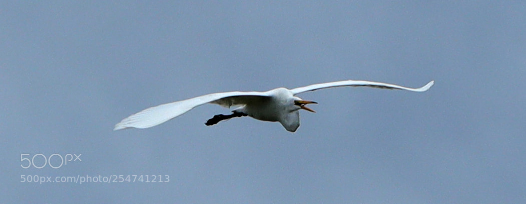 Canon EOS-1D X Mark II sample photo. 04-22-18-0014012.jpg photography