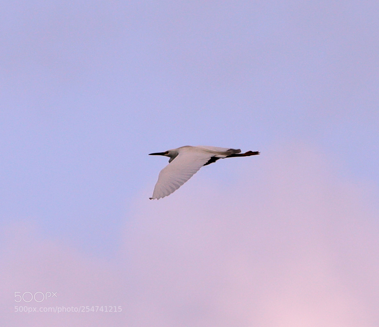 Canon EOS-1D X Mark II sample photo. 04-22-18-0014014.jpg photography