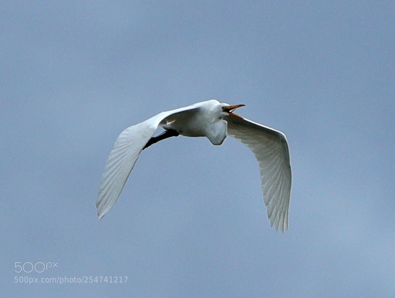 Canon EOS-1D X Mark II sample photo. 04-22-18-0014011.jpg photography