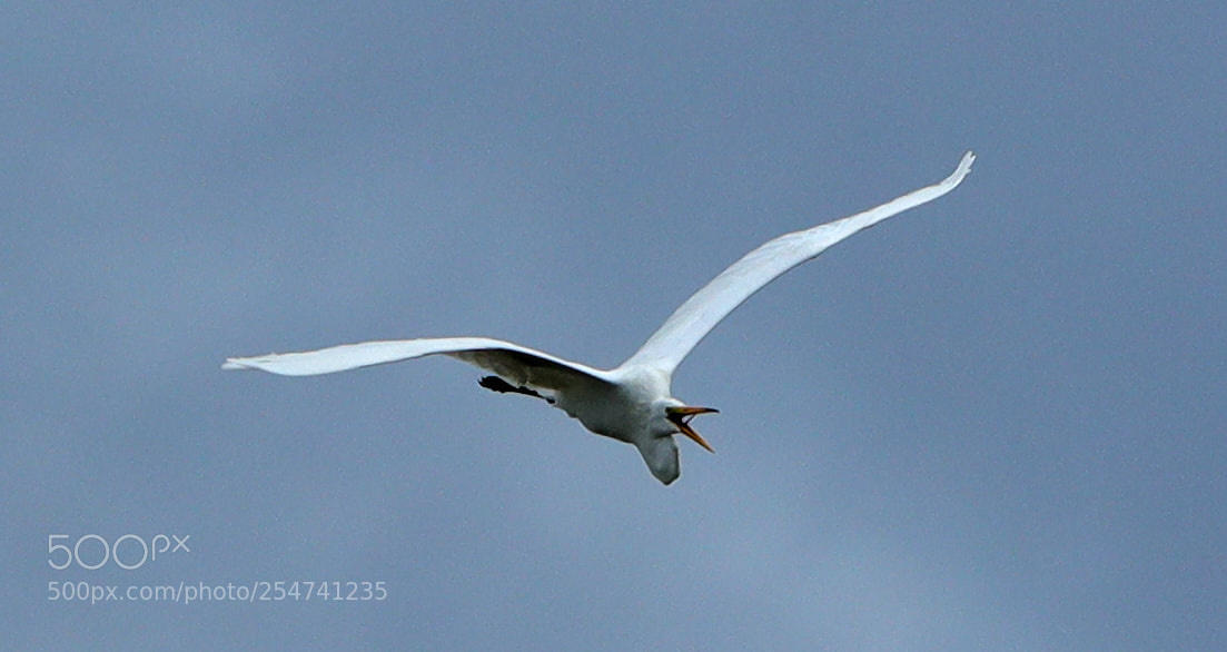 Canon EOS-1D X Mark II sample photo. 04-22-18-0014010.jpg photography