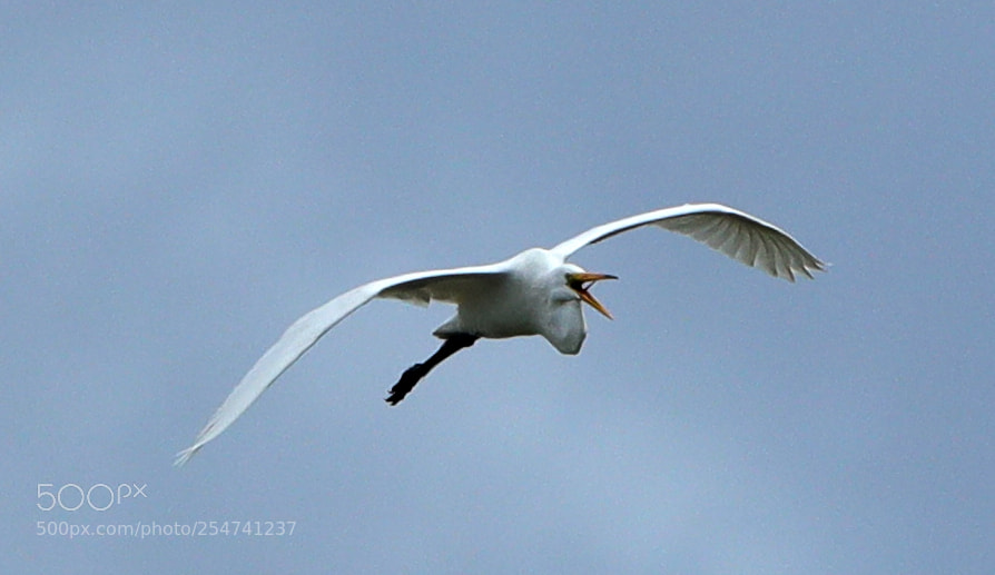 Canon EOS-1D X Mark II sample photo. 04-22-18-0014009.jpg photography