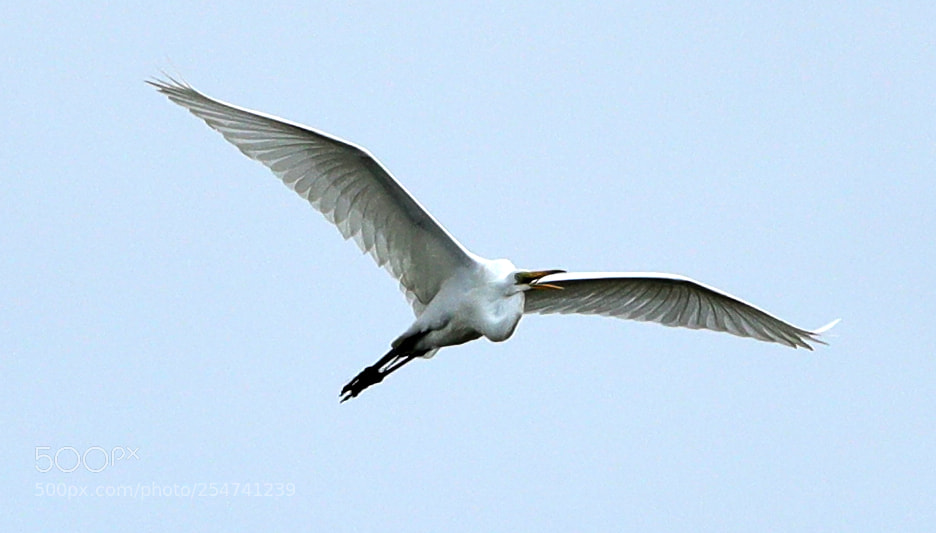 Canon EOS-1D X Mark II sample photo. 04-22-18-0013987.jpg photography