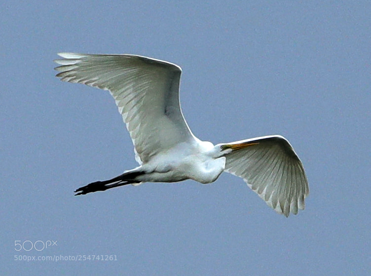 Canon EOS-1D X Mark II sample photo. 04-22-18-0013984.jpg photography