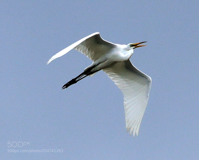 Canon EOS-1D X Mark II sample photo. 04-22-18-0013985.jpg photography