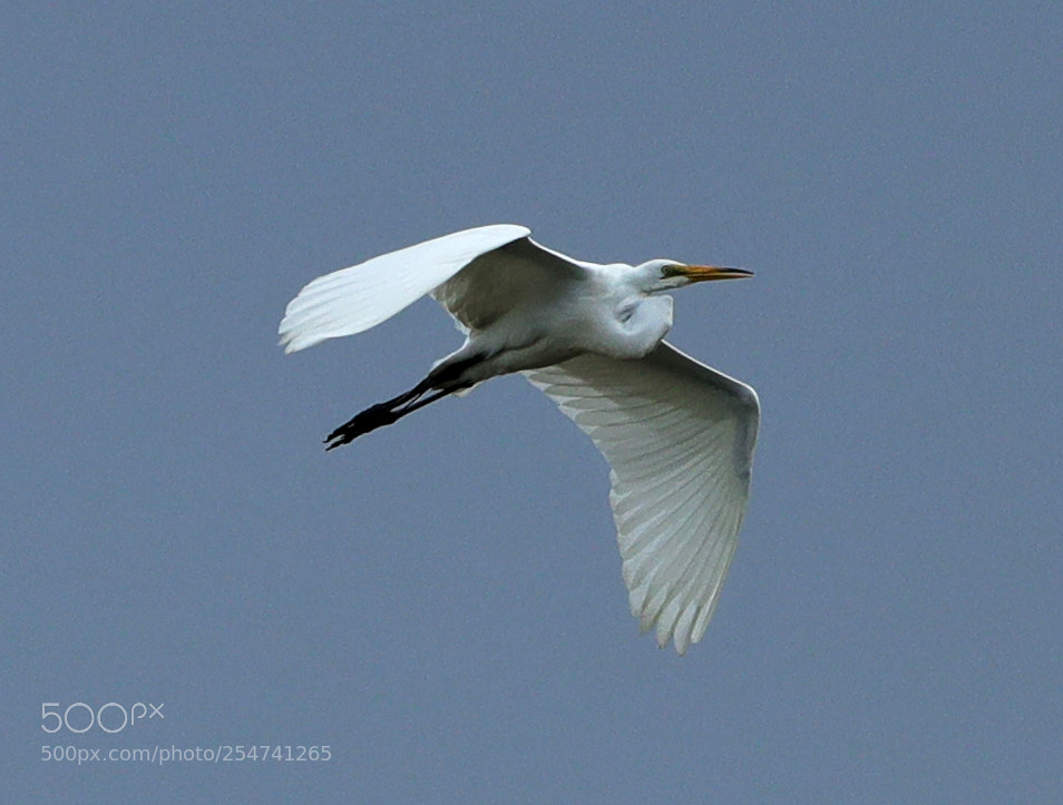 Canon EOS-1D X Mark II sample photo. 04-22-18-0013983.jpg photography