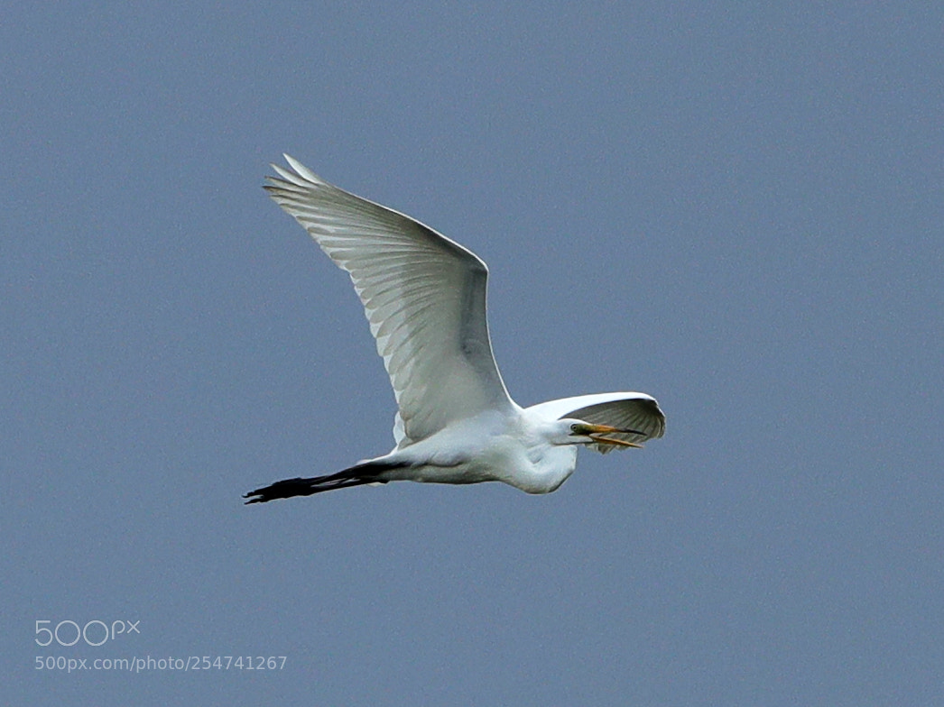 Canon EOS-1D X Mark II sample photo. 04-22-18-0013982.jpg photography