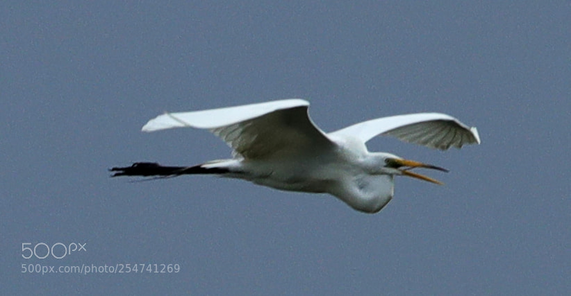 Canon EOS-1D X Mark II sample photo. 04-22-18-0013981.jpg photography