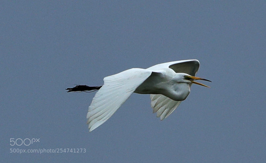 Canon EOS-1D X Mark II sample photo. 04-22-18-0013980.jpg photography