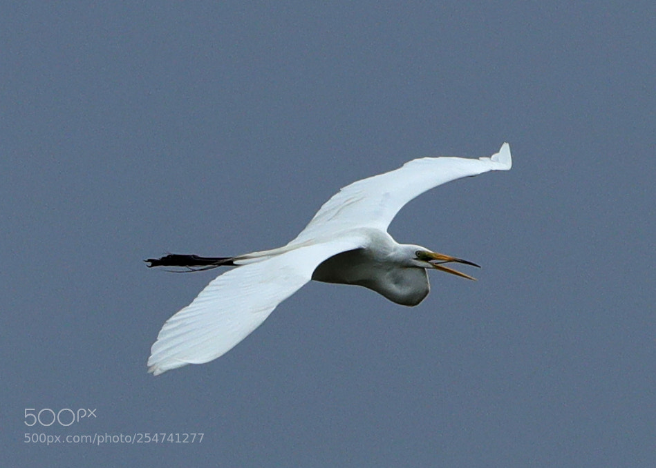 Canon EOS-1D X Mark II sample photo. 04-22-18-0013979.jpg photography