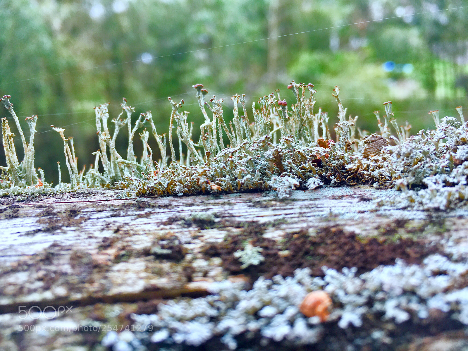 Apple iPhone 6s sample photo. Micro nature  photography