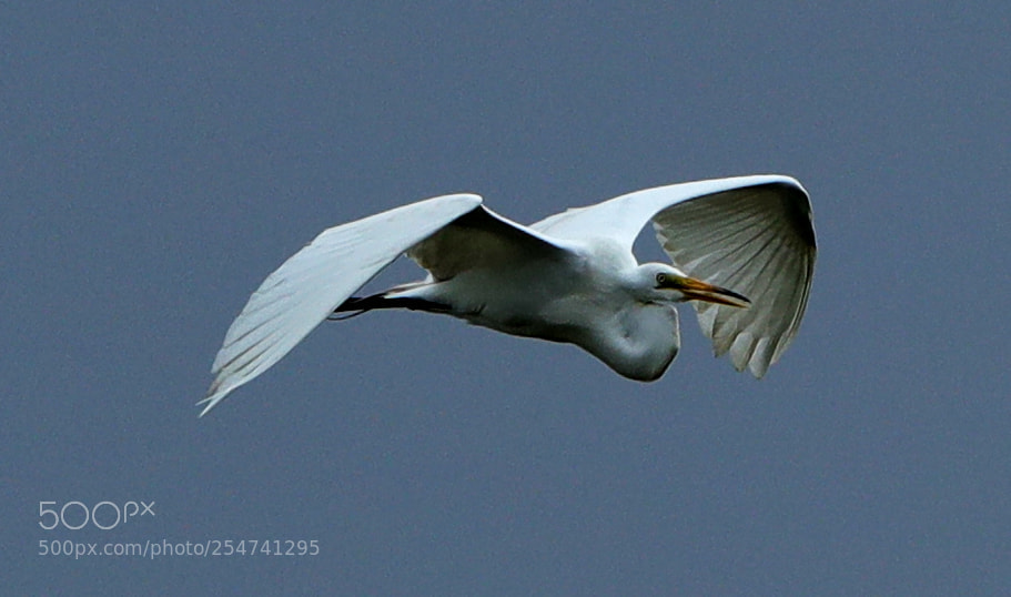 Canon EOS-1D X Mark II sample photo. 04-22-18-0013978.jpg photography