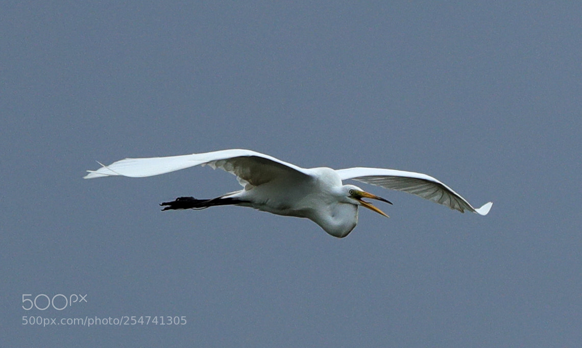 Canon EOS-1D X Mark II sample photo. 04-22-18-0013977.jpg photography