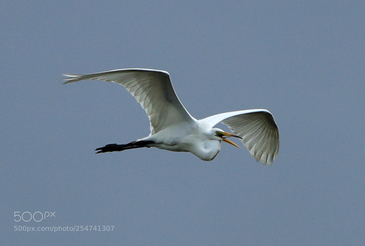 Canon EOS-1D X Mark II sample photo. 04-22-18-0013976.jpg photography