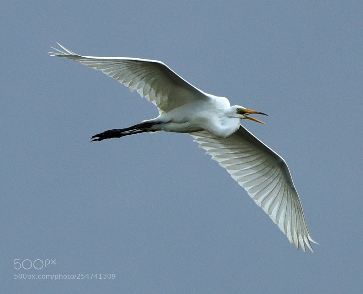 Canon EOS-1D X Mark II sample photo. 04-22-18-0013975.jpg photography