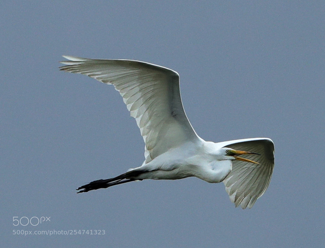 Canon EOS-1D X Mark II sample photo. 04-22-18-0013974.jpg photography