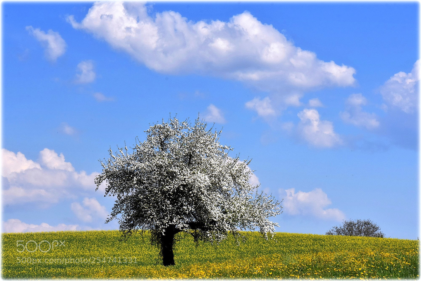 Nikon D7200 sample photo. "printemps" photography
