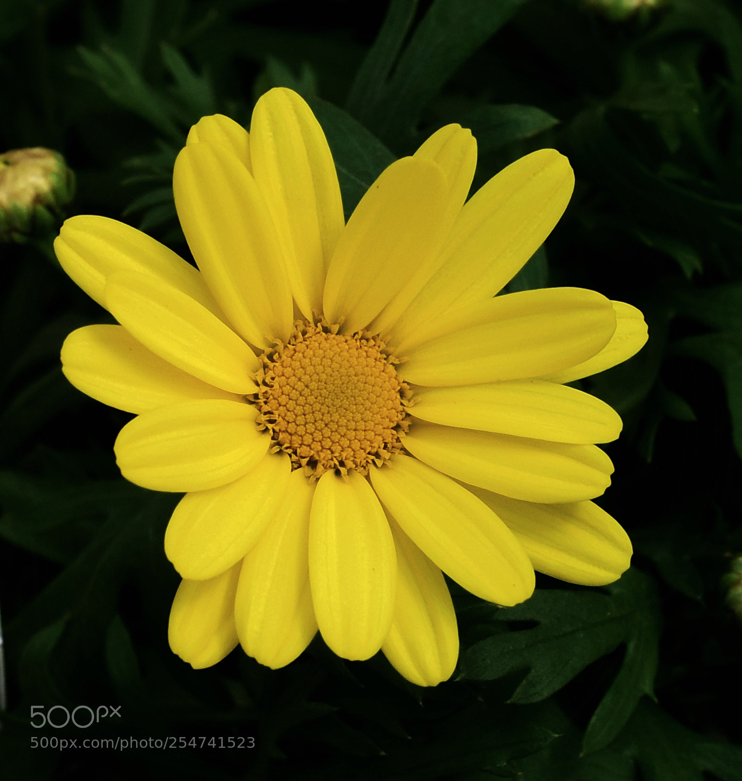 Nikon D810 sample photo. Yellow daisy ii photography