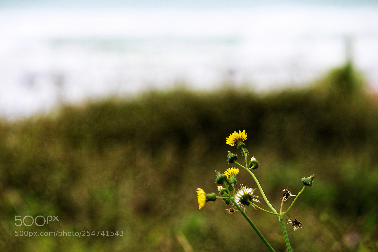 Canon EOS M sample photo. Untitled photography